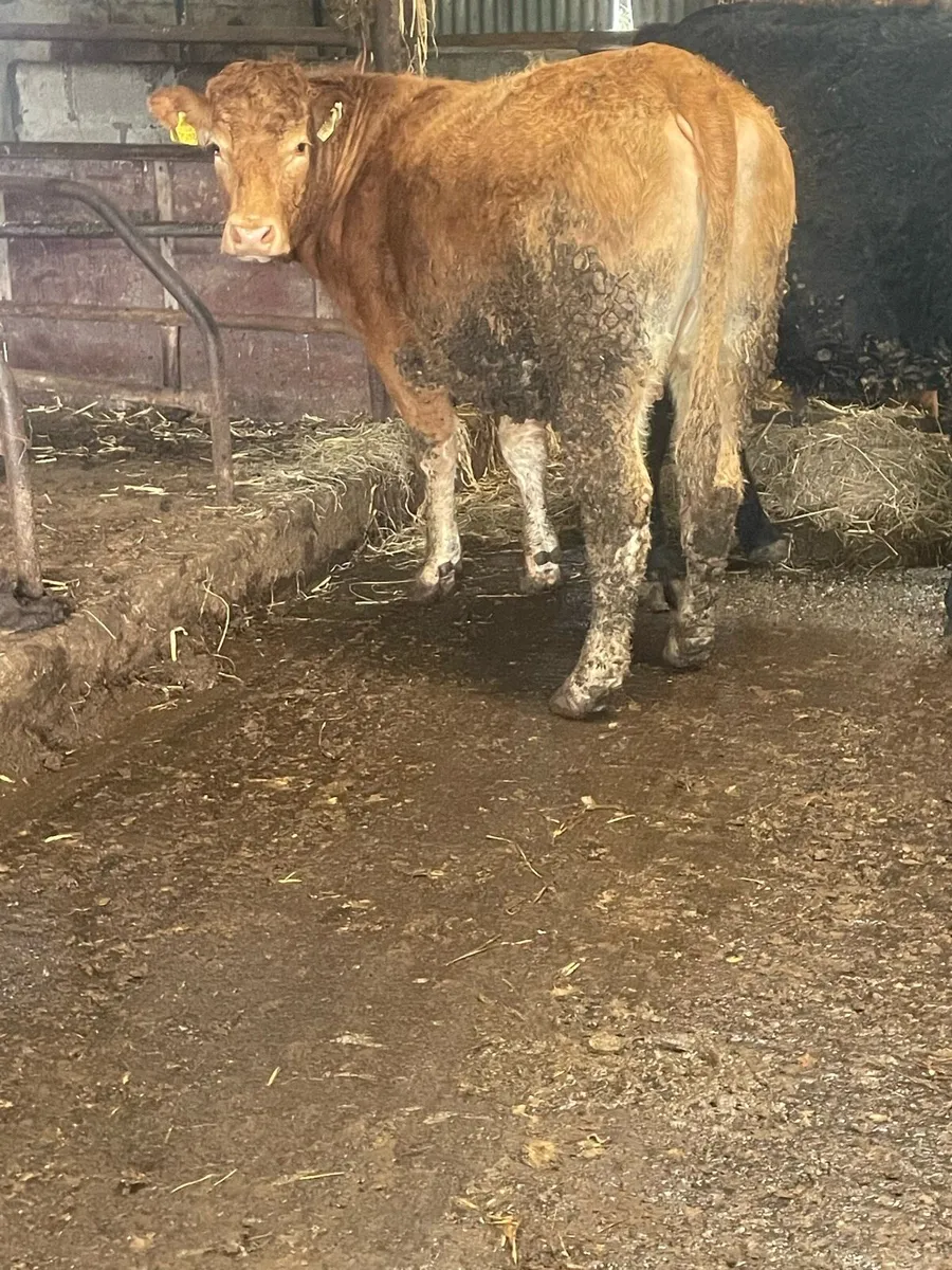 Incalf heifer Incalf to pb limousine bull - Image 4