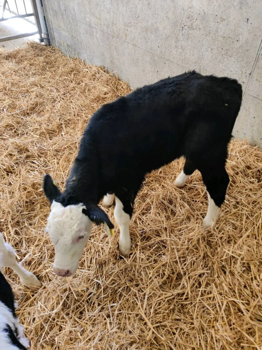 Whitehead Calves - Image 1