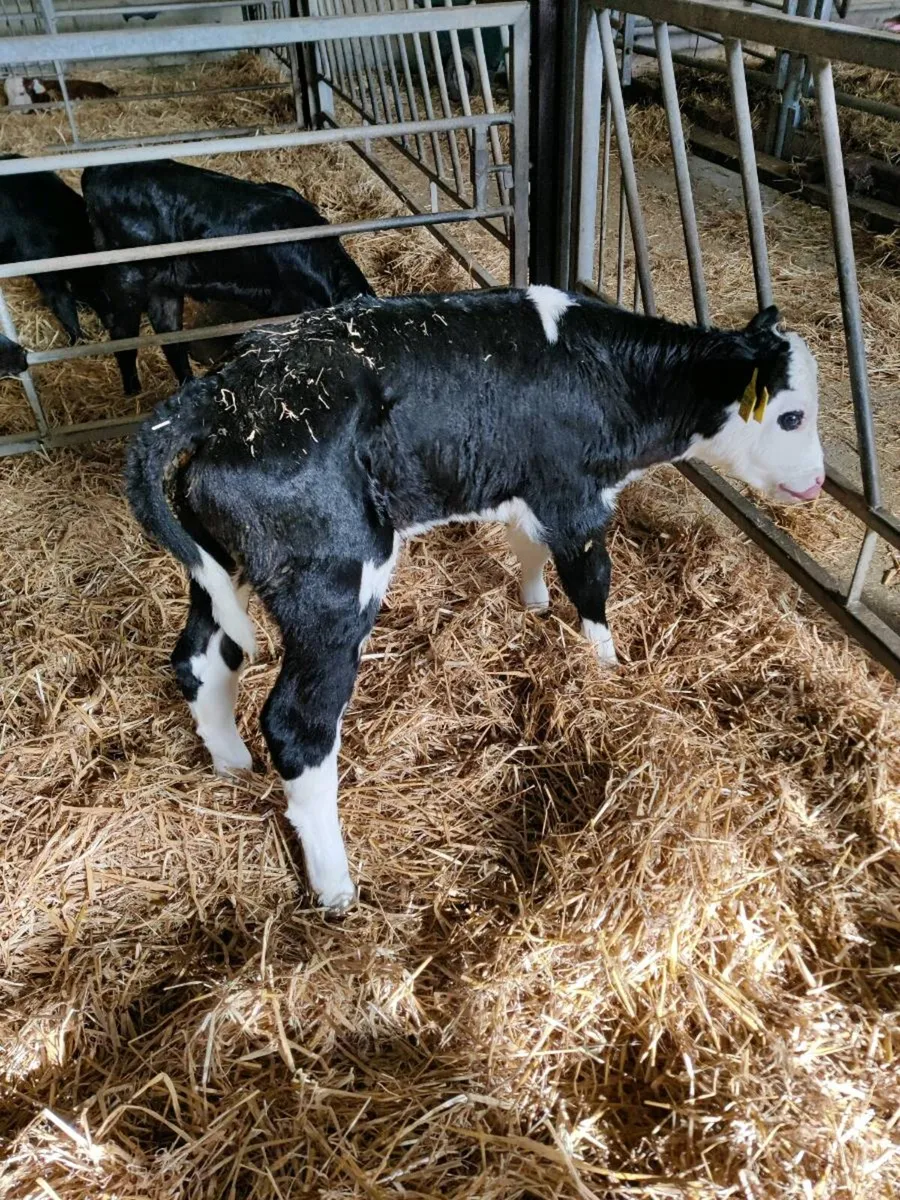 Whitehead Calves - Image 2