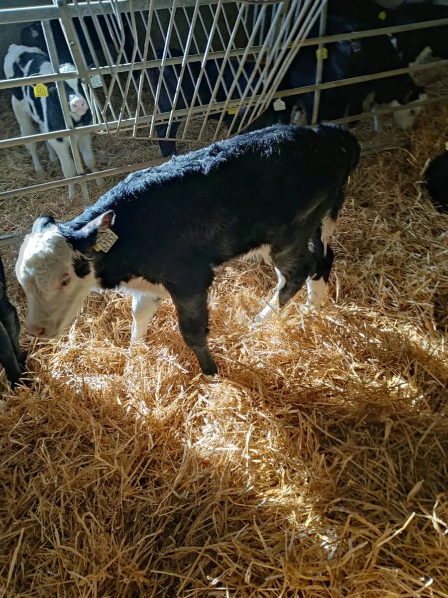 Whitehead Calves - Image 3