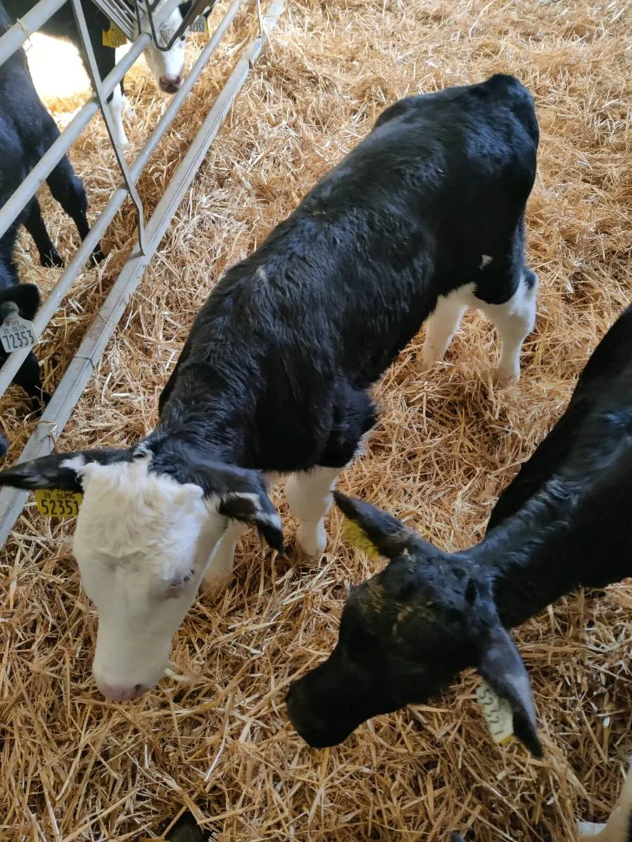 Whitehead Calves - Image 4