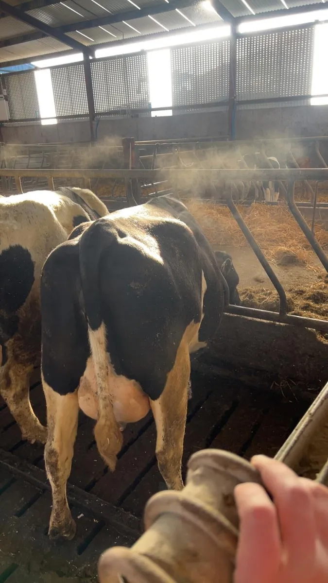 **Freisan heifers ** - Image 3