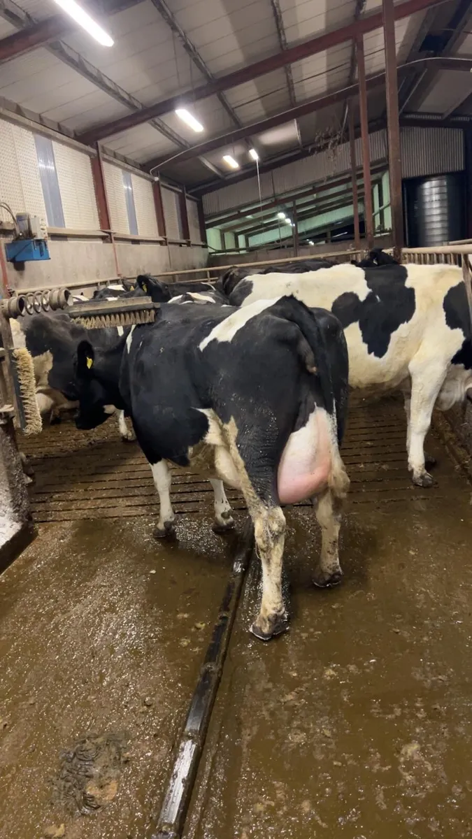 **Freisan heifers ** - Image 4