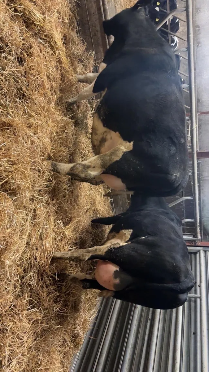 **Freisan heifers ** - Image 1