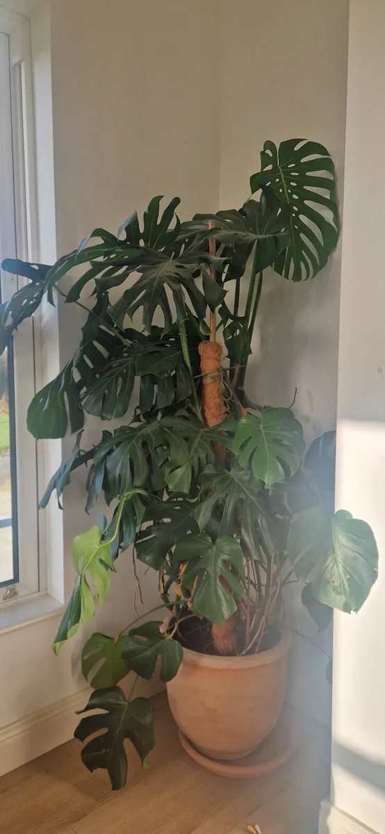 Houseplant 7ft - Image 2