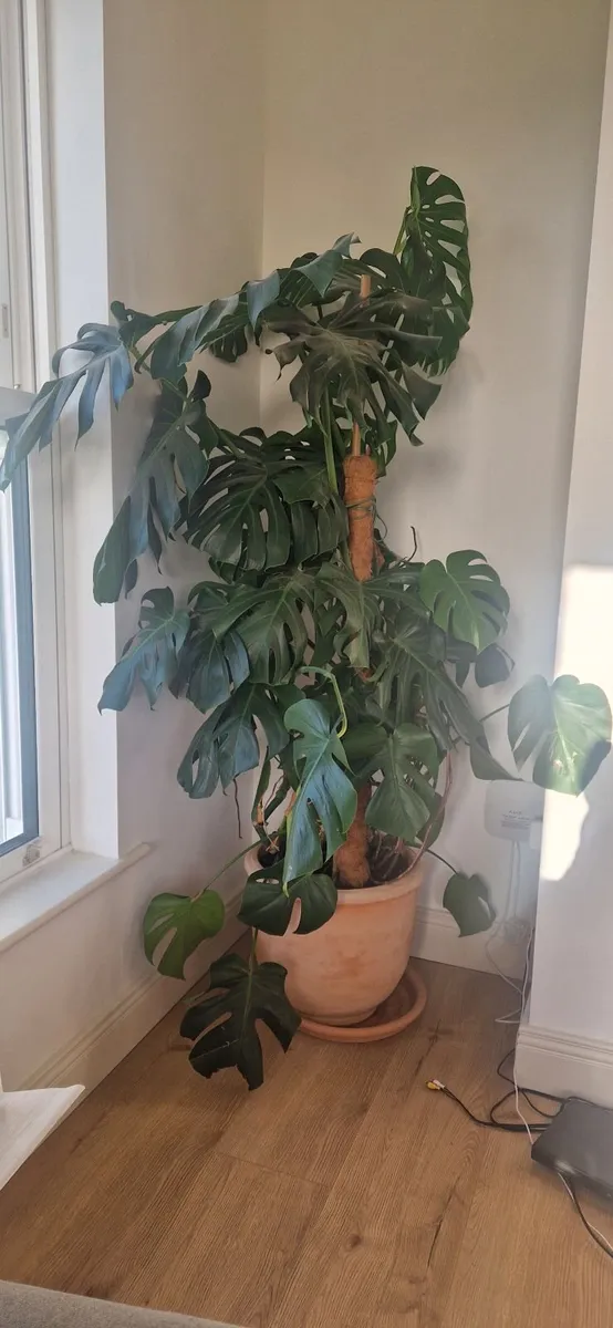 Houseplant 7ft - Image 3