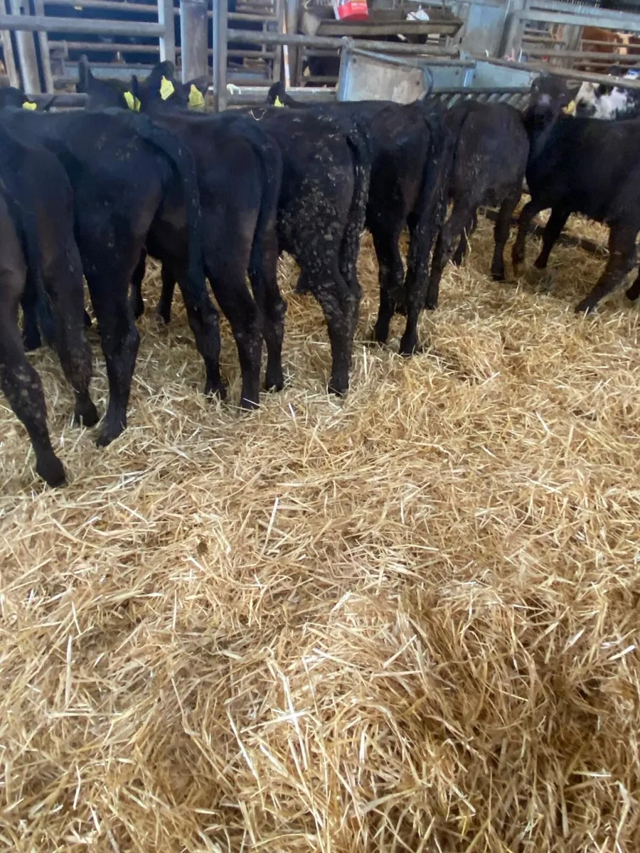 10 Angus heifers - Image 2