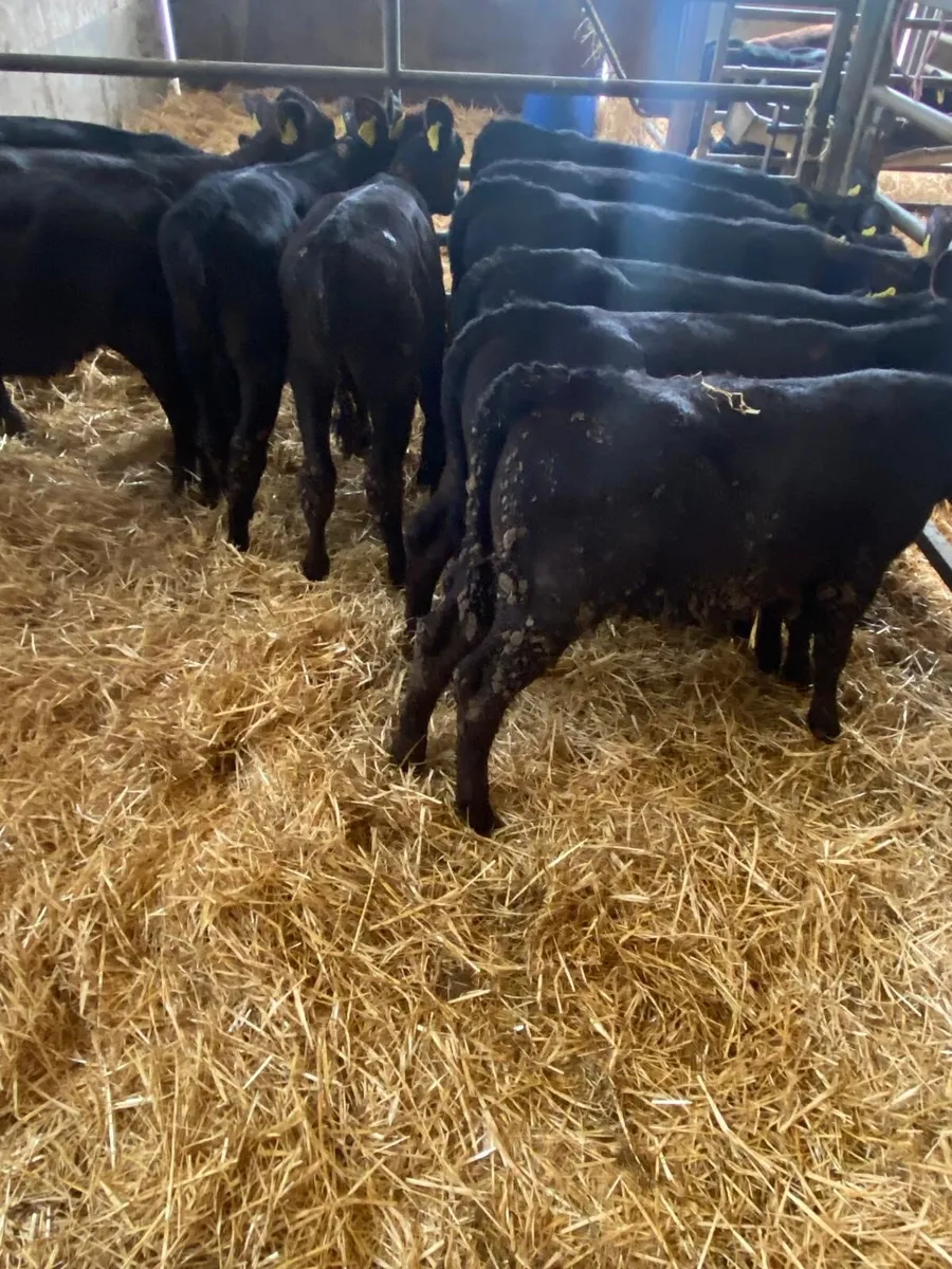 10 Angus heifers - Image 3
