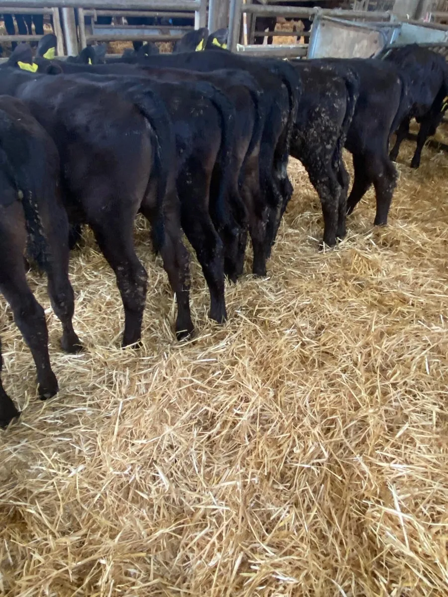 10 Angus heifers - Image 4