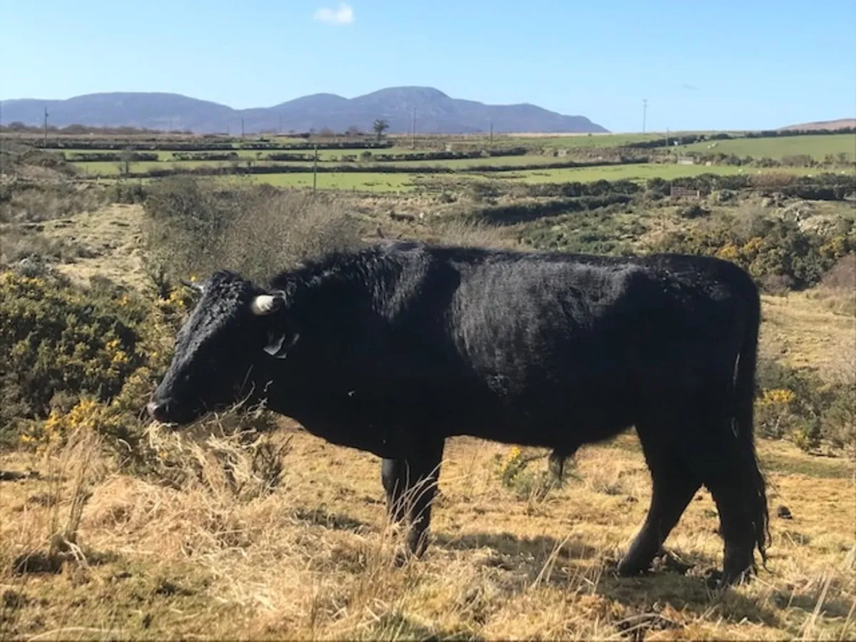 Organic Dexter Cattle - Image 1