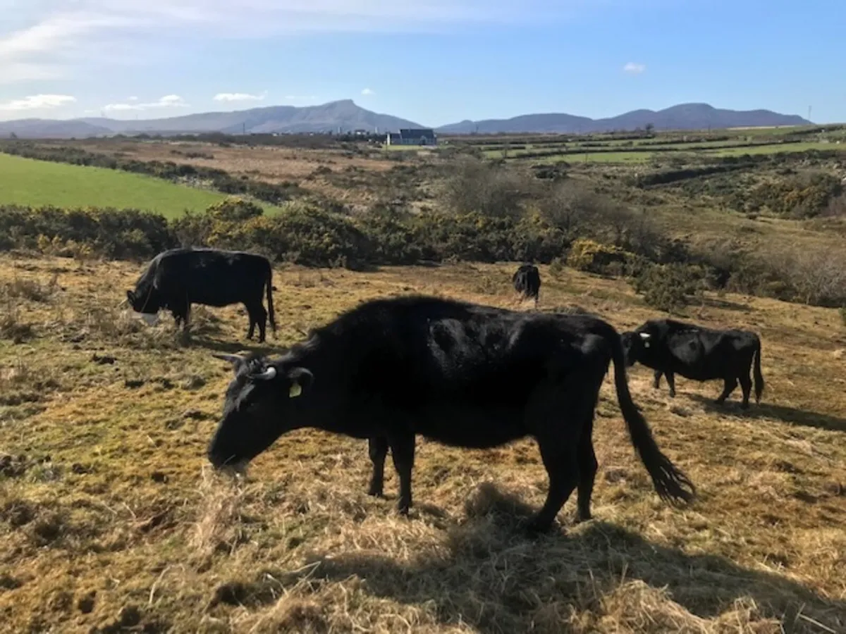 Organic Dexter Cattle - Image 2