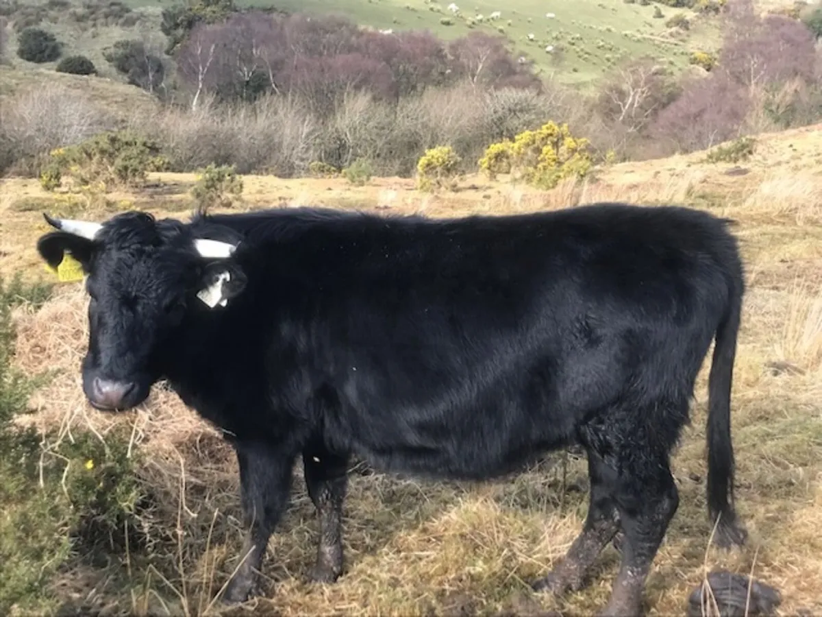 Organic Dexter Cattle - Image 3