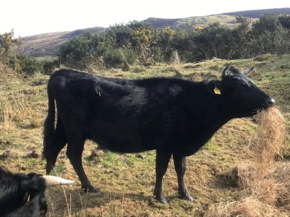 Organic Dexter Cattle - Image 4