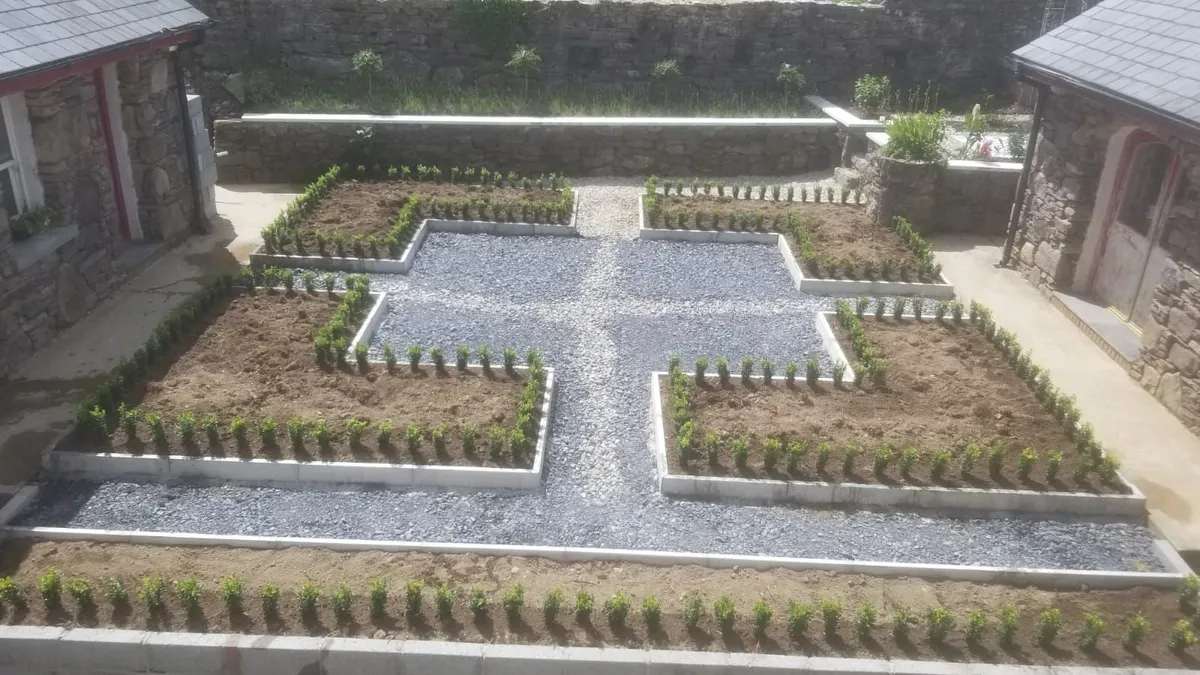 Box Hedging Bareroot - Image 3