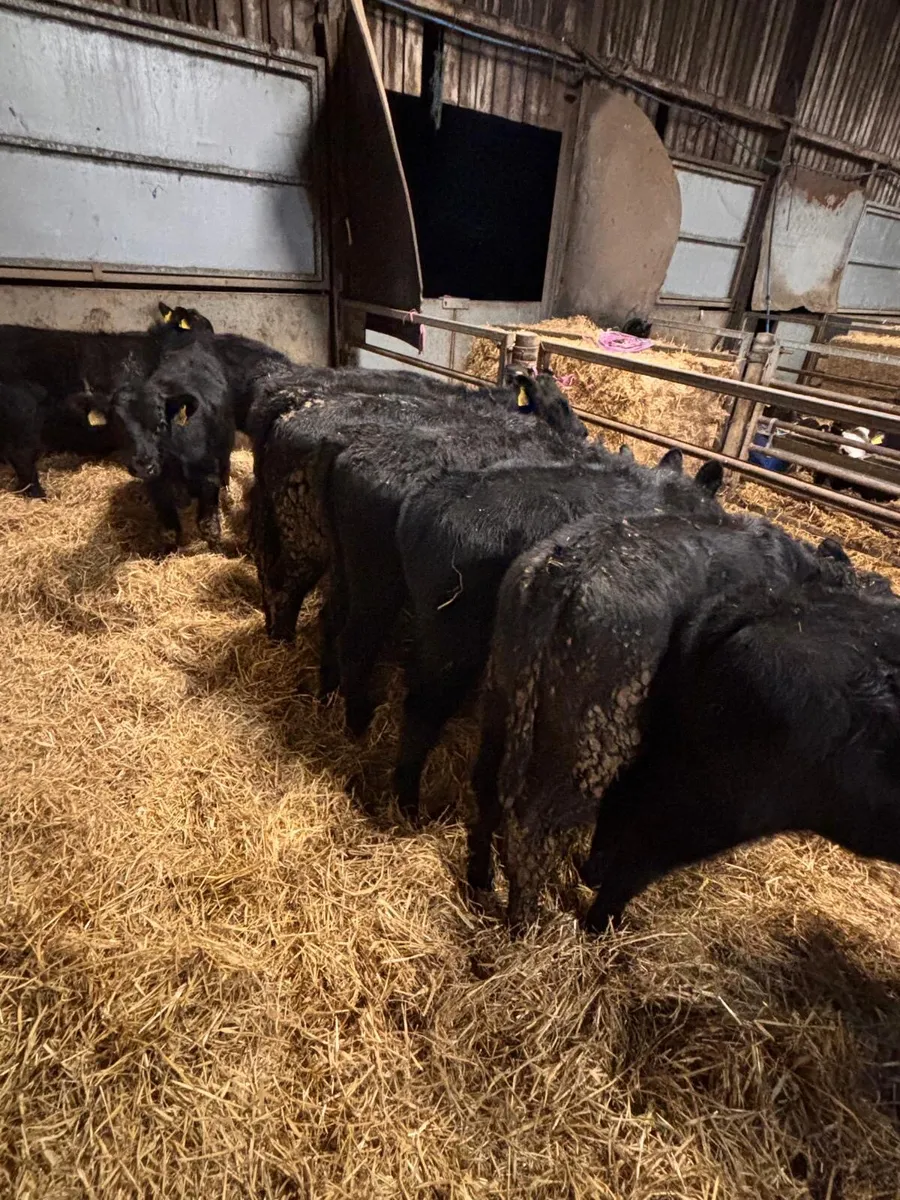 22 Angus bull’s - Image 3
