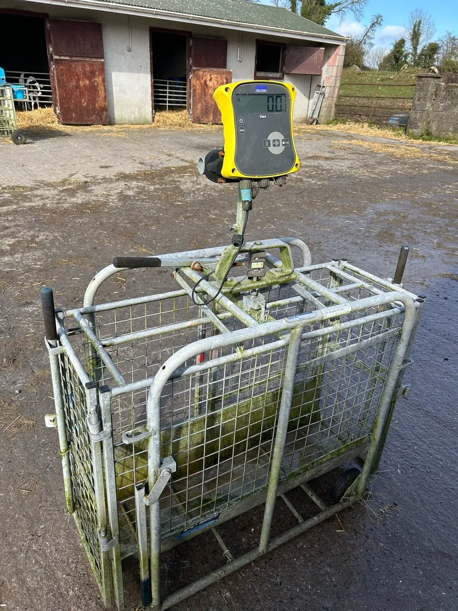 Sheep weighing scales - Image 2