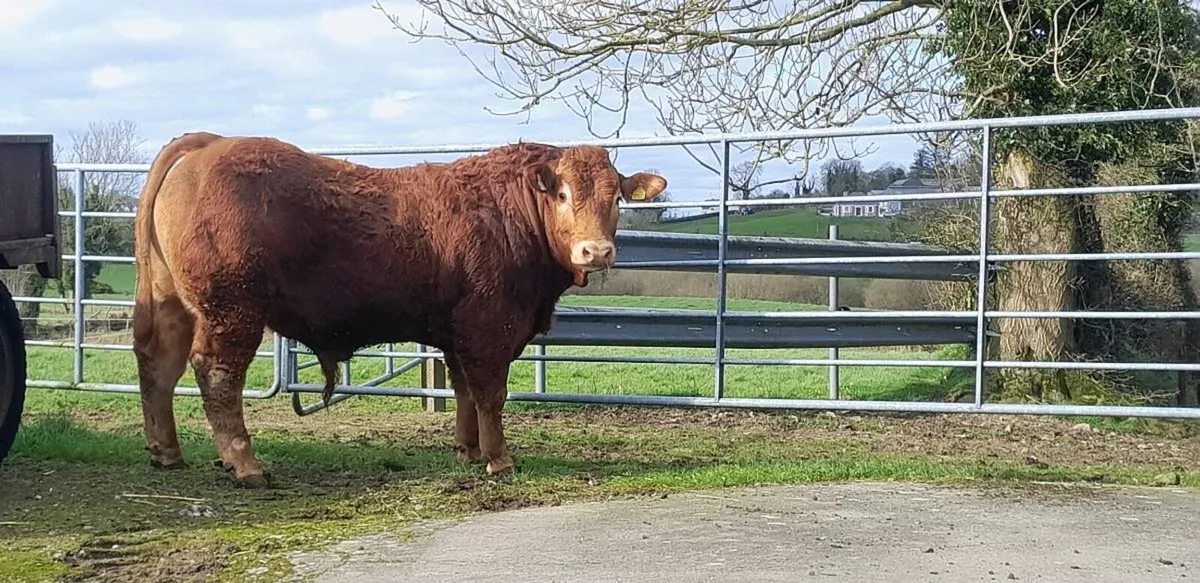 PBR Limousin Bulls - Image 2