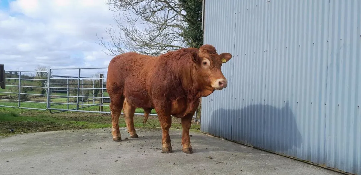 PBR Limousin Bulls - Image 3