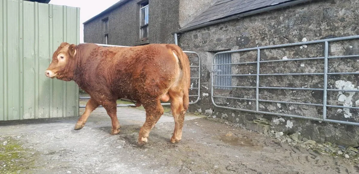 PBR Limousin Bulls - Image 4