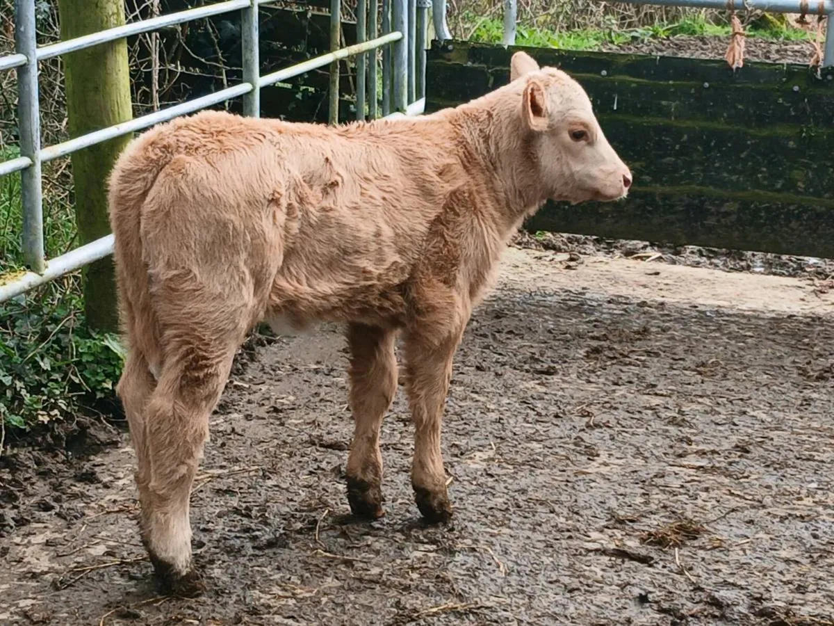 SUPER CH HEIFER OUT OF A SUPER COW - Image 1