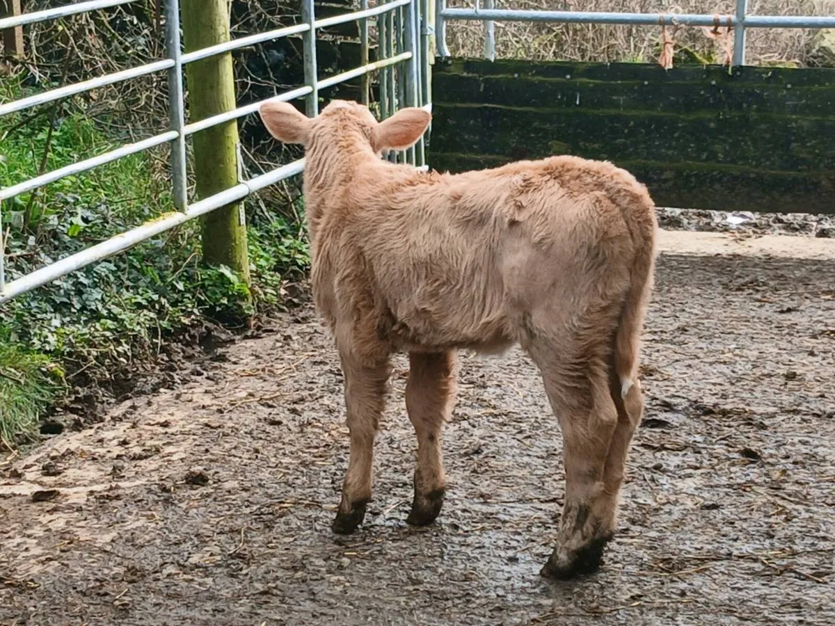 SUPER CH HEIFER OUT OF A SUPER COW - Image 2