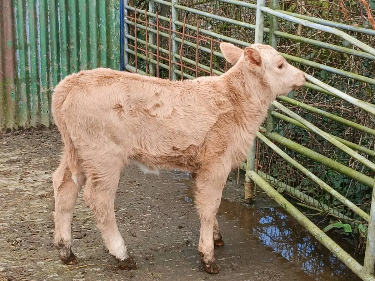 SUPER CH HEIFER OUT OF A SUPER COW - Image 4