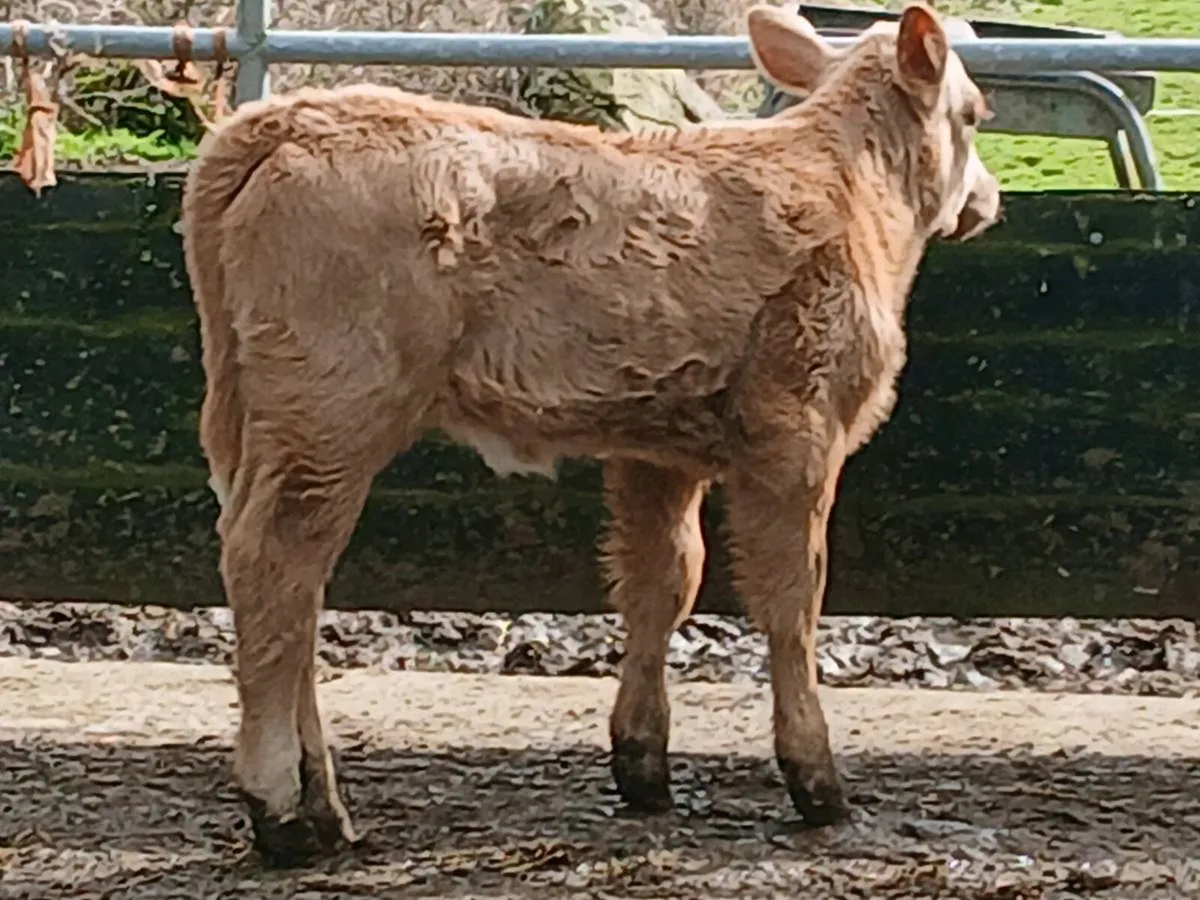 SUPER CH HEIFER OUT OF A SUPER COW - Image 3