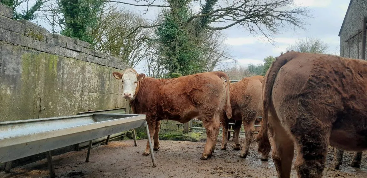 4 & 5 Star Limousin Maiden Heifers - Image 2