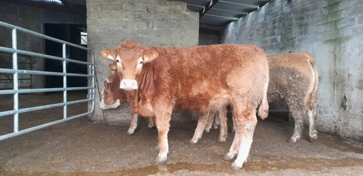 4 & 5 Star Limousin Maiden Heifers - Image 3