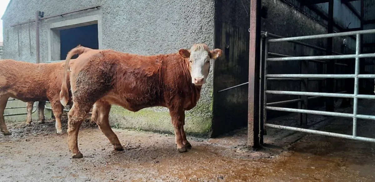4 & 5 Star Limousin Maiden Heifers - Image 1