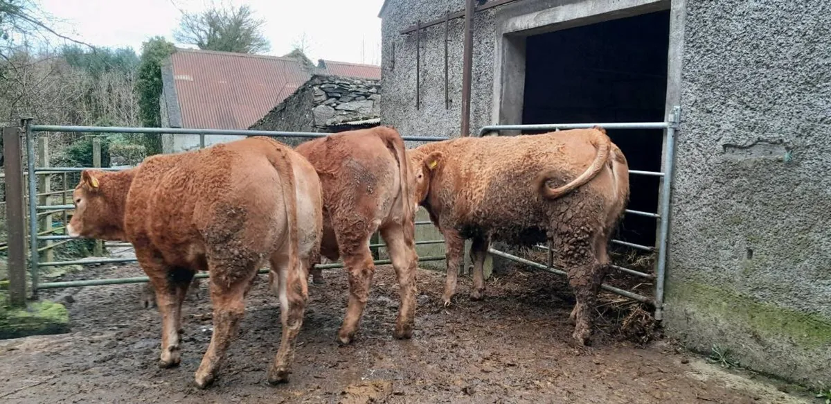 4 & 5 Star Limousin Maiden Heifers - Image 4