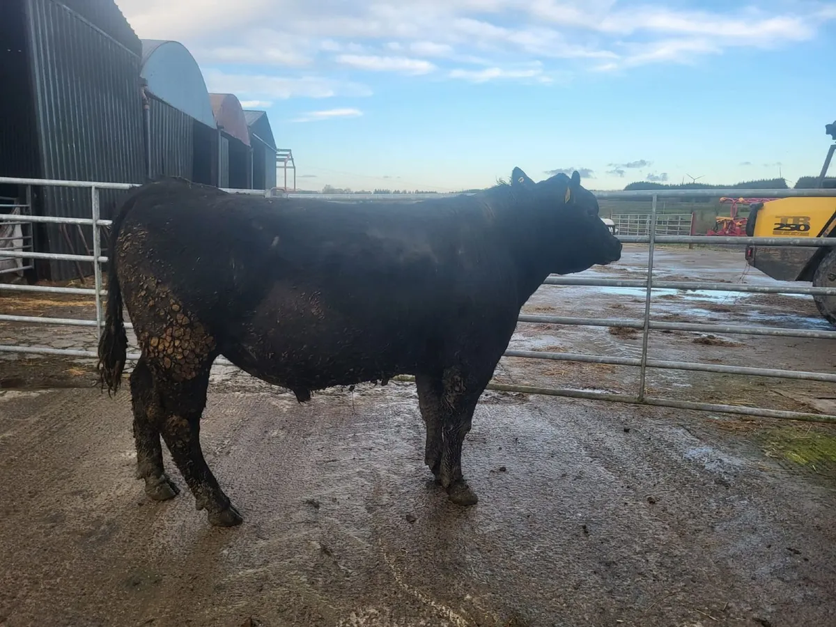 Pedigree Angus Bulls - Image 1