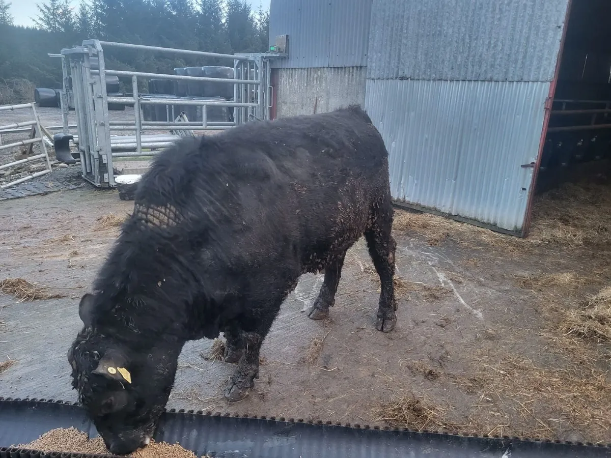 Pedigree Angus Bulls - Image 2