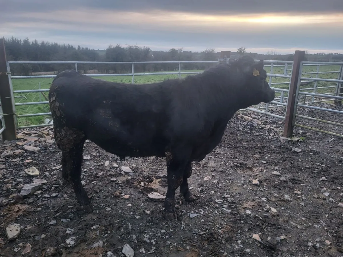 Pedigree Angus Bulls - Image 3