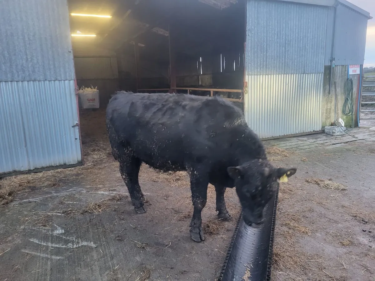 Pedigree Angus Bulls - Image 4