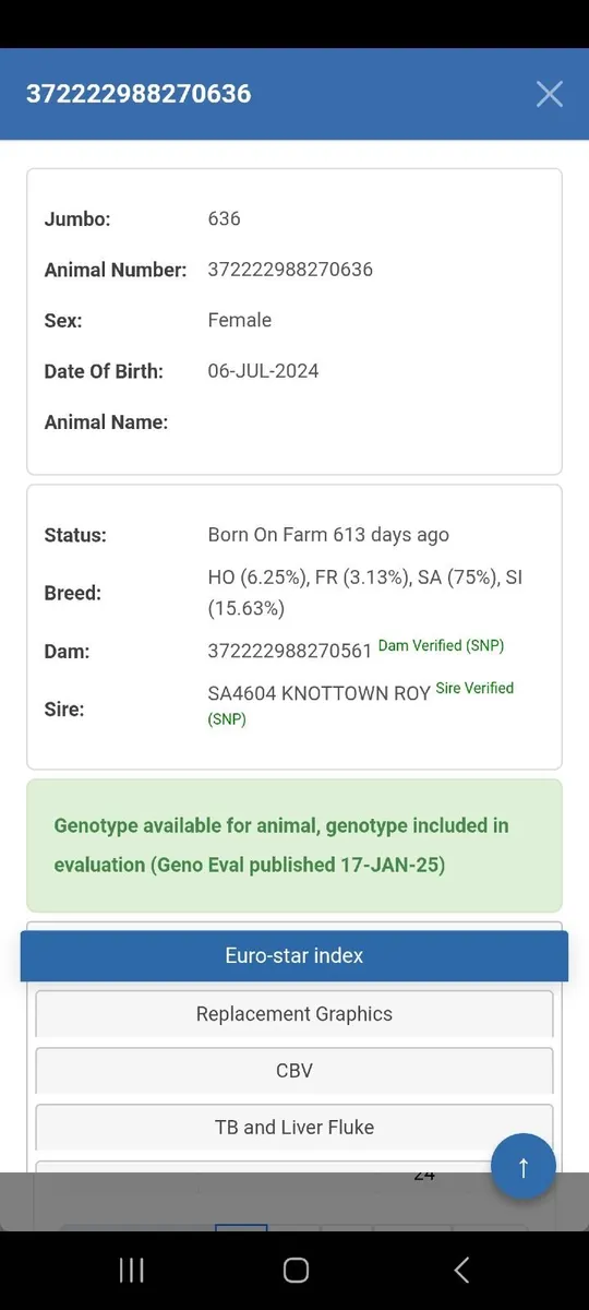 Heifers for Kilkenny Mart - Image 2