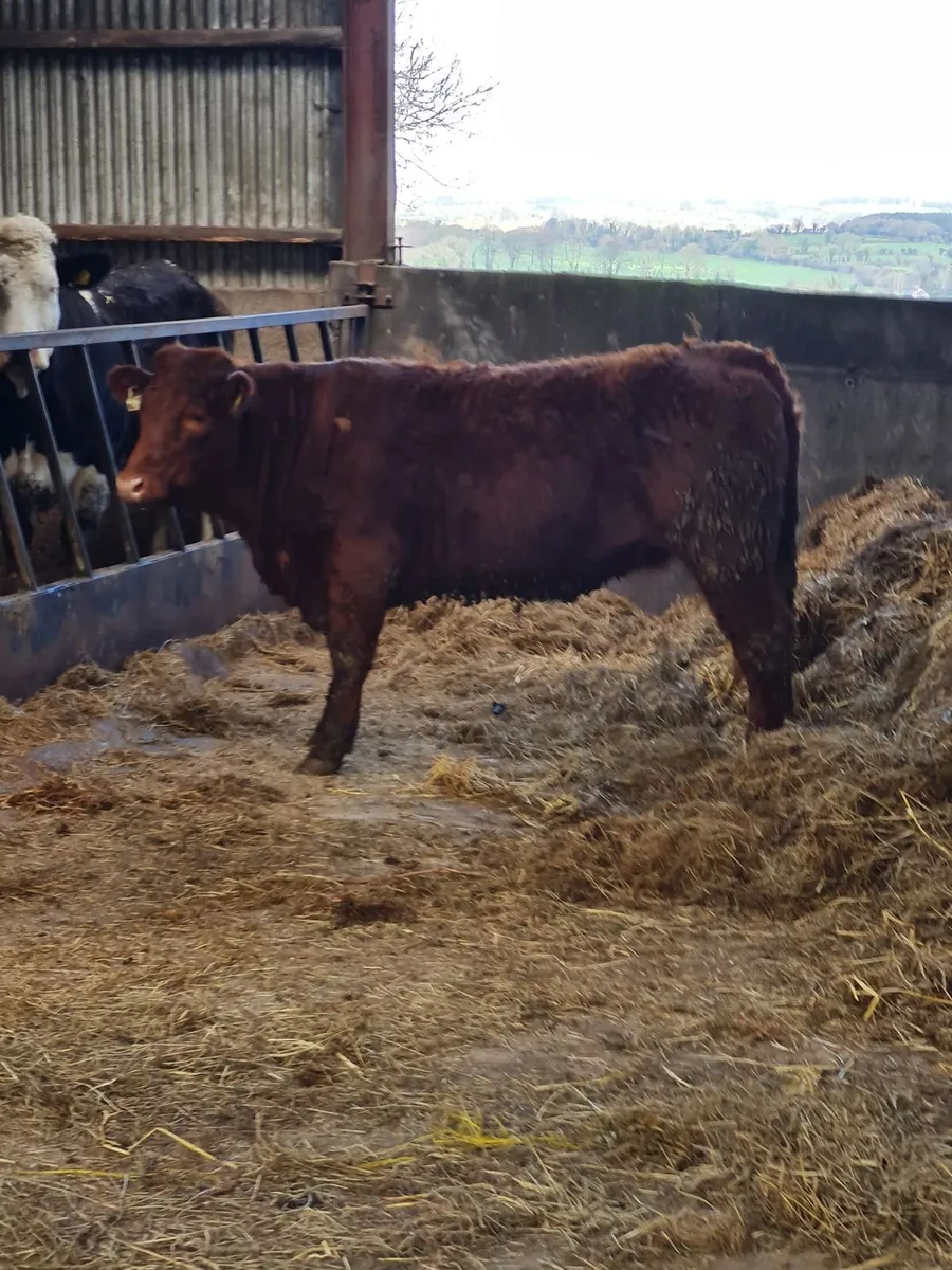 Heifers for Kilkenny Mart - Image 1