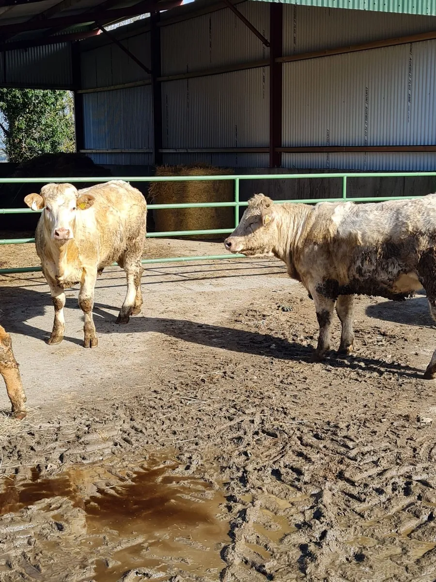 Heifers for Kilkenny Mart - Image 3