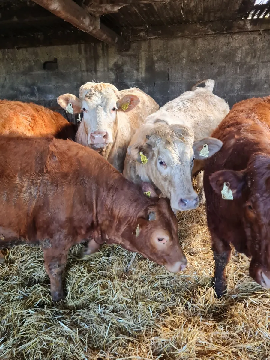 Heifers for Kilkenny Mart - Image 4