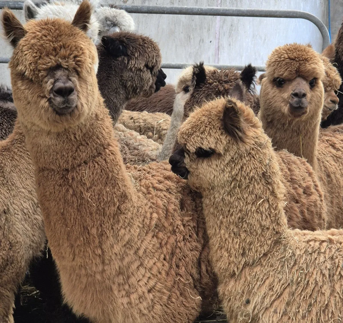 Mourne Alpacas - Alpaca Pregnant Trio