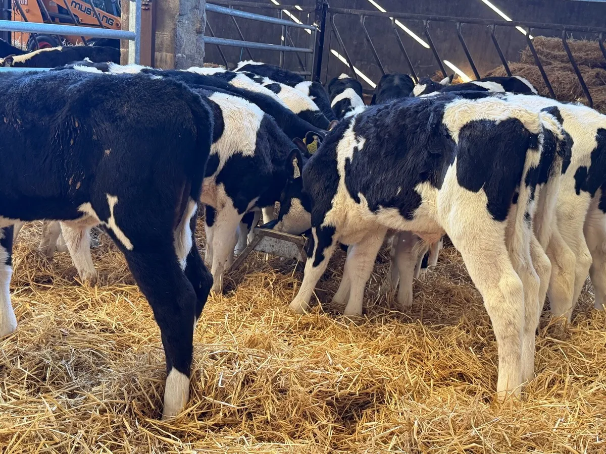 Reared Fresian Bulls - Image 1