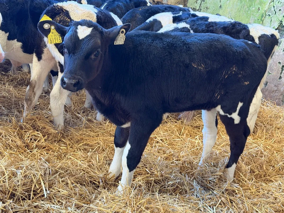 Reared Fresian Bulls - Image 2