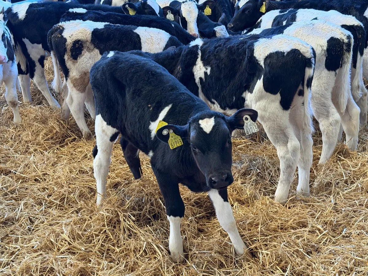 Reared Fresian Bulls - Image 3