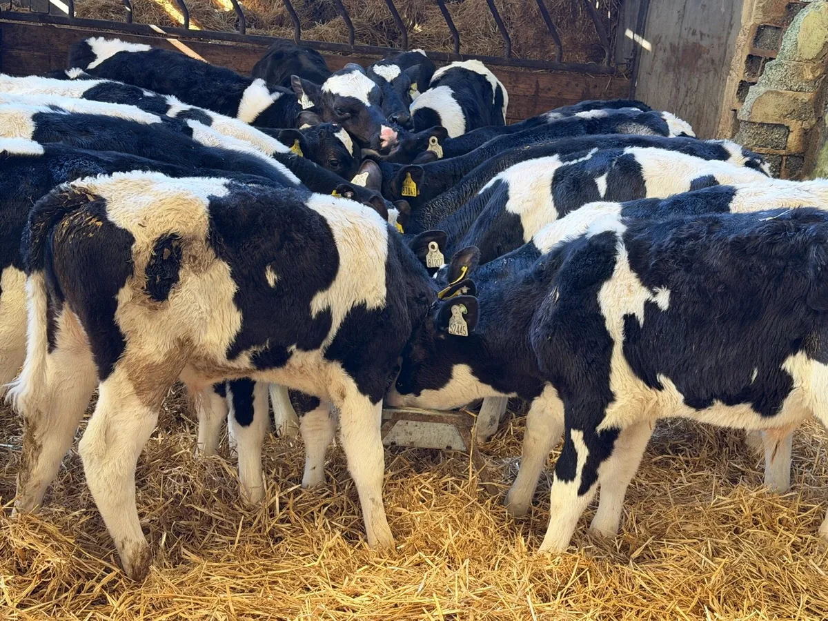 Reared Fresian Bulls - Image 4