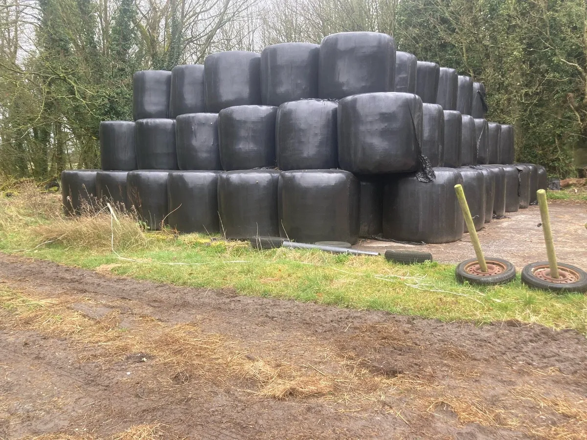 Silage - Image 2