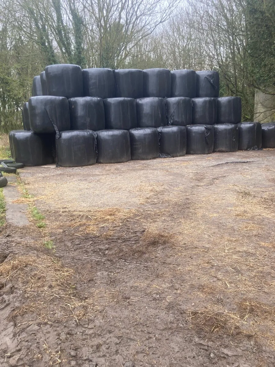 Silage - Image 1