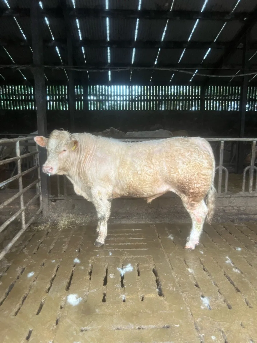 Pedigree Charolais bulls - Image 1