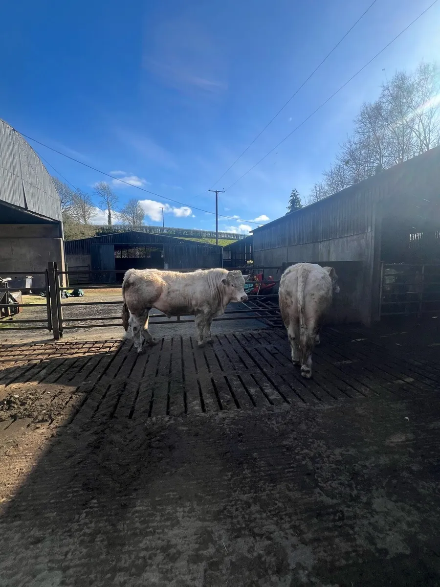 Pedigree Charolais bulls - Image 3
