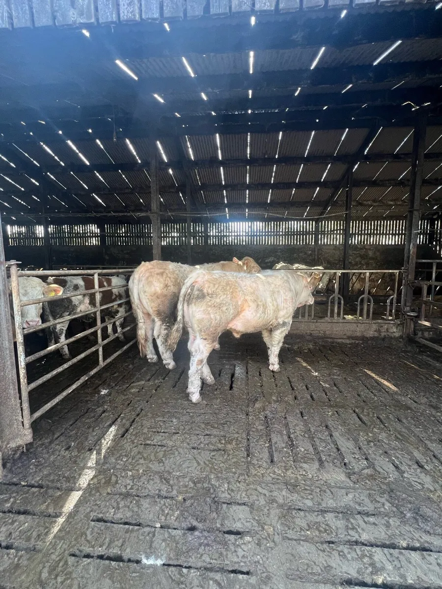 Pedigree Charolais bulls - Image 2