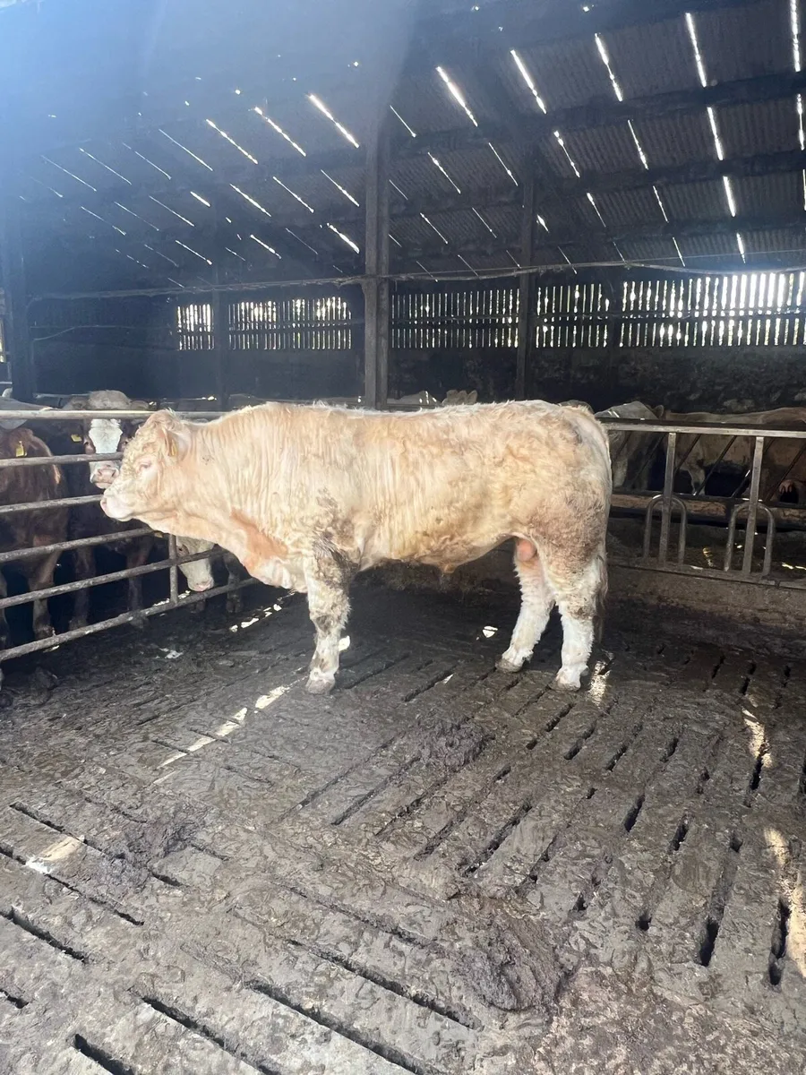 Pedigree Charolais bulls - Image 4